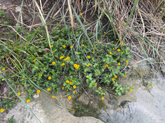 Acmella repens, photograph (c) Justin Williams, some rights reserved (CC BY)