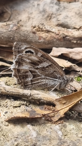 Striped Grayling