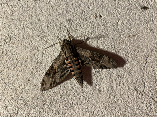 Convolvulus Hawkmoth