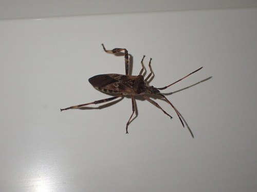 Western Conifer Seed Bug