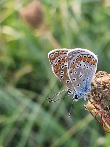 Common Blue