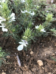 Teucrium laciniatum