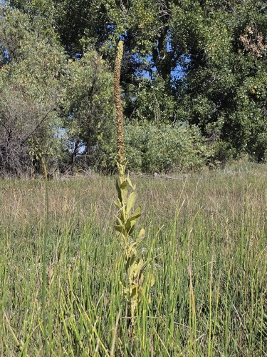 great mullein