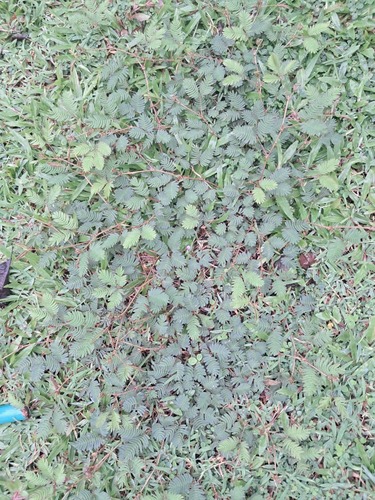 Sensitive Plant