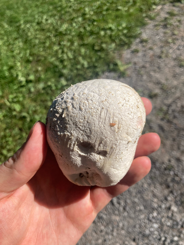 Mosaic puffball