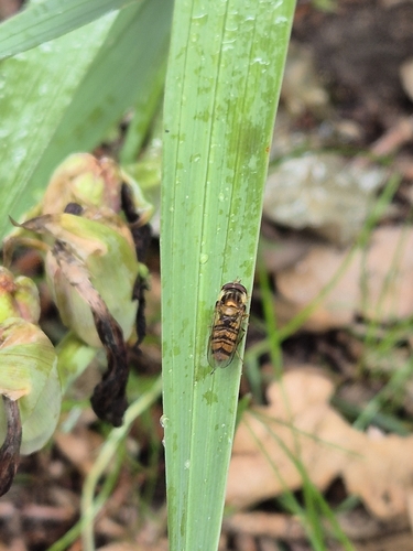 Marmalade Hover Fly