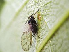 Aphis