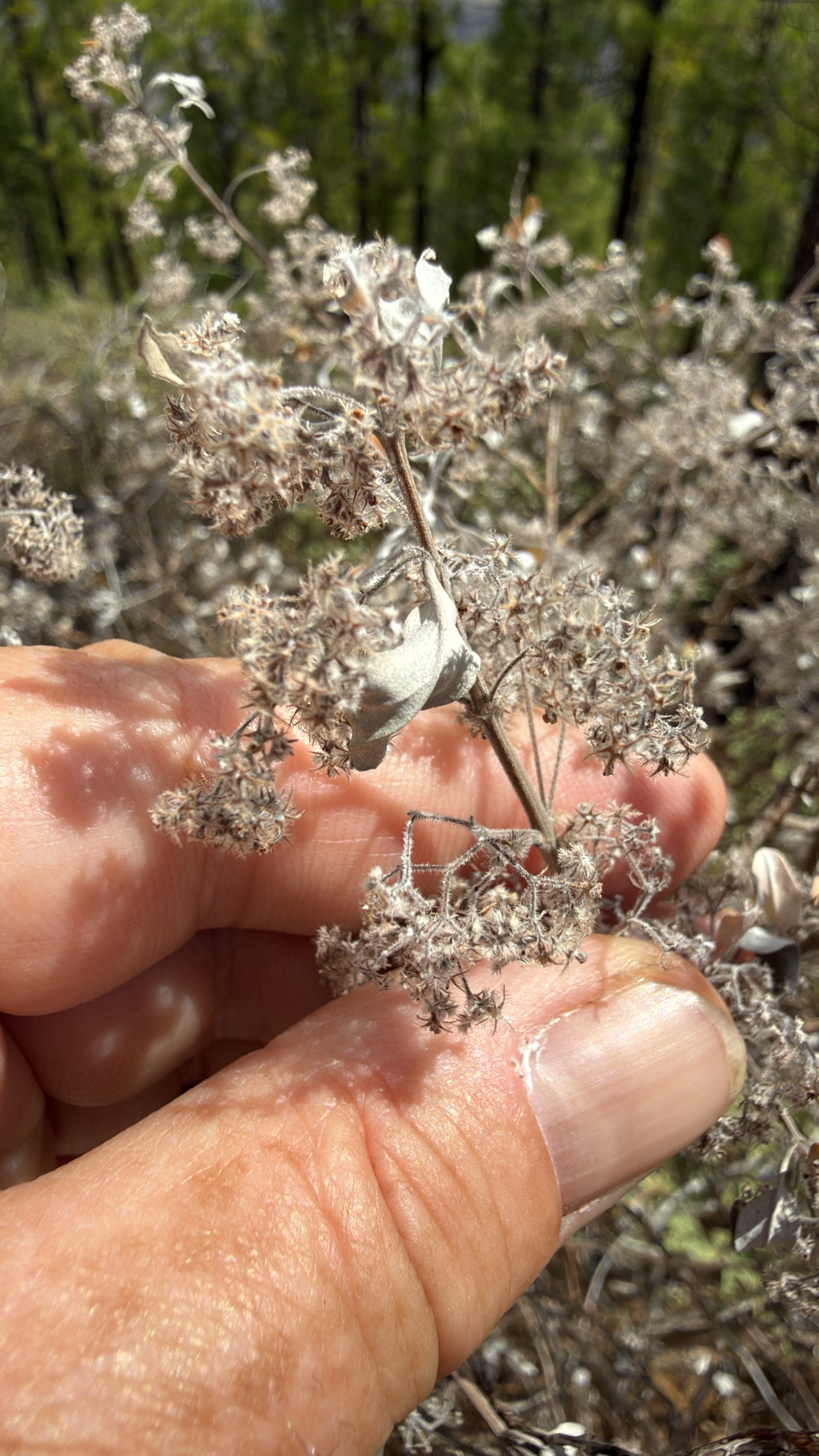 Bystropogon origanifolius
