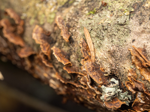 willow glue