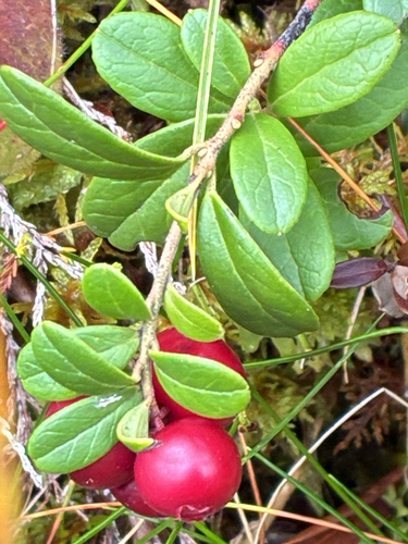 Lingonberry