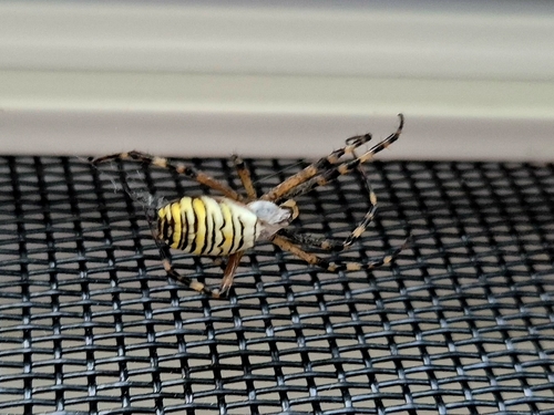 Wasp Spider