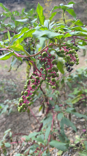 American pokeweed