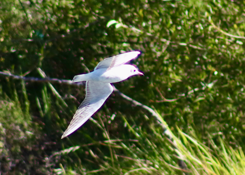 Black-headed Gull