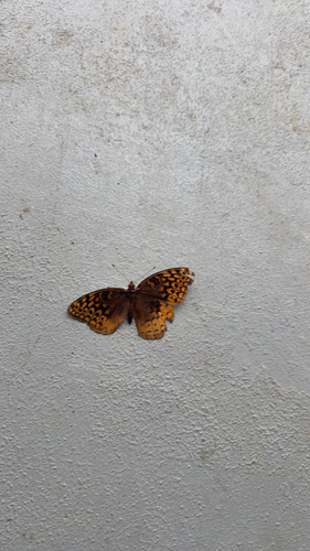 Great Spangled Fritillary