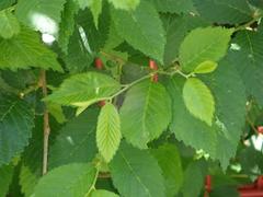 Ulmus minor