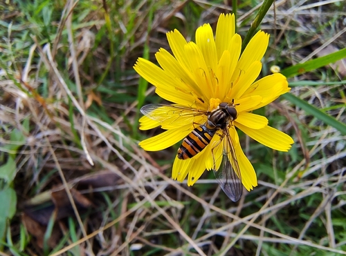 Marmalade Hover Fly
