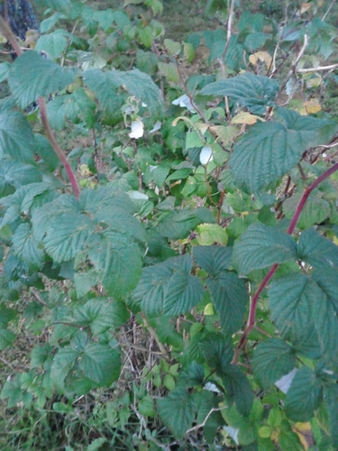 red raspberry