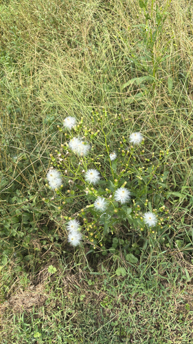 American burnweed
