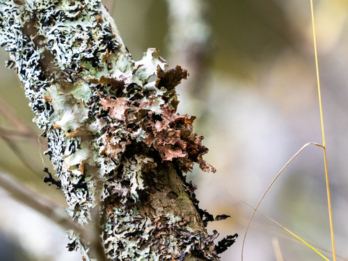 Varied Rag Lichen