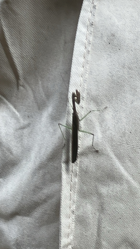 Carolina Mantis