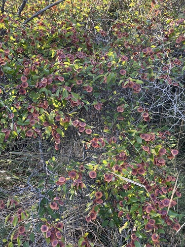 Jerusalem Thorn