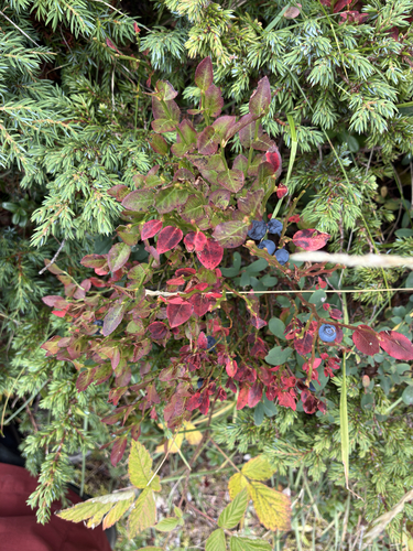 common bilberry