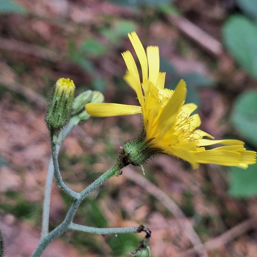 Wall hawkweed