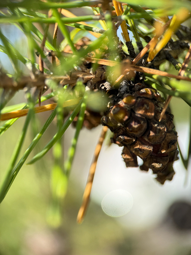 Scots pine