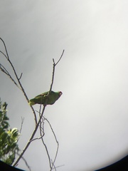 Amazona viridigenalis