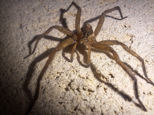 Radiated Wolf Spider
