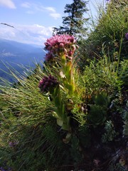 Sempervivum marmoreum