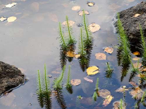 Common Mare's Tail