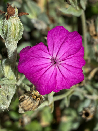 Rose campion