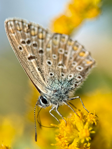 Common Blue