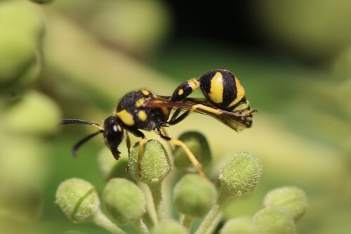 Mediterranean Potter Wasp