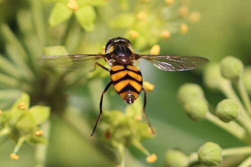 Didea fasciata