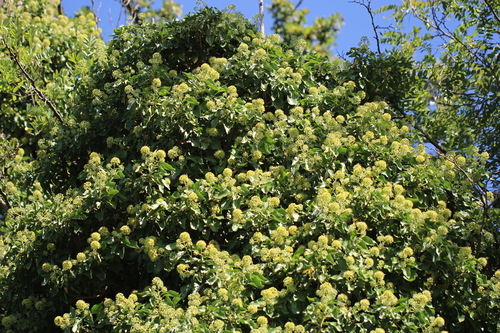 common ivy