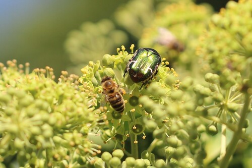 European Rose Chafer