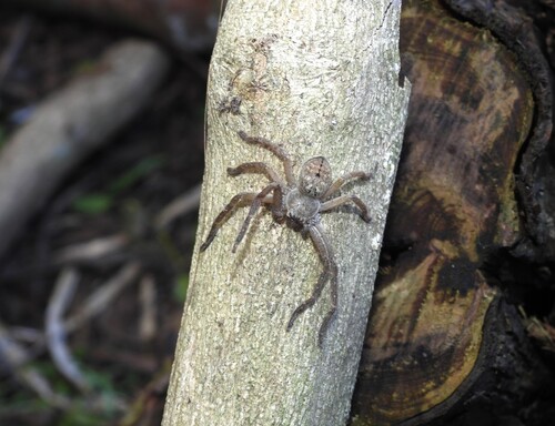 Polybetes rapidus