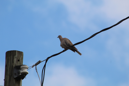 Mourning Dove