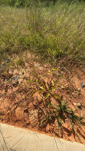 American pokeweed