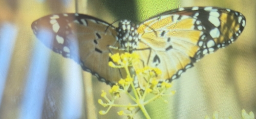 Plain Tiger Butterfly