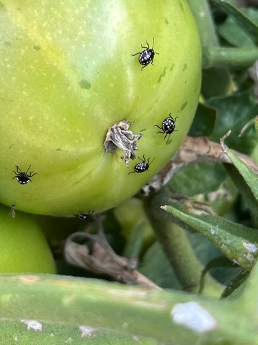 Southern Green Stink Bug