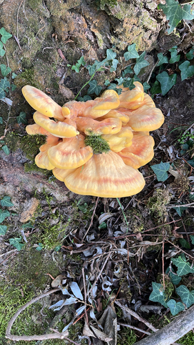 chicken of the woods
