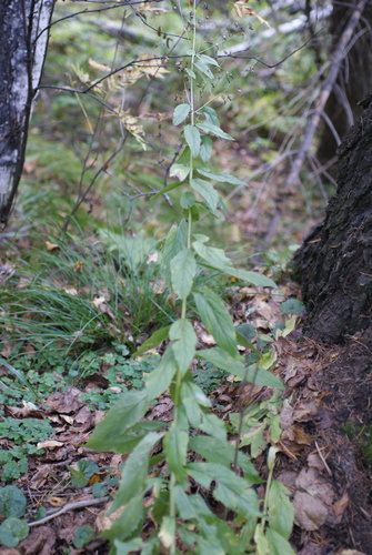 Common Figwort