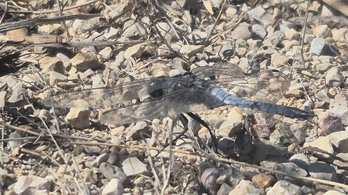 Black-tailed Skimmer