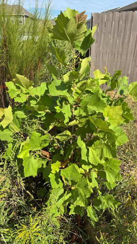 American sycamore