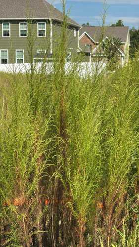 dogfennel