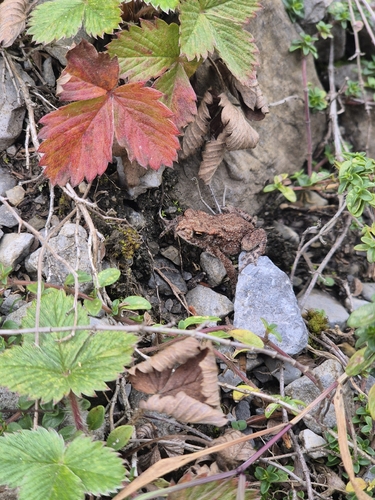 European Toad