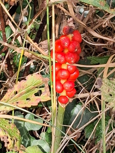 Arum maculatum, photograph 3